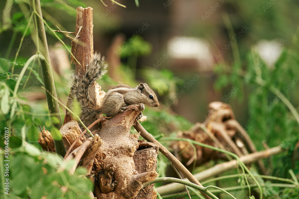 Little Chipmunk sits at tropical tree branch