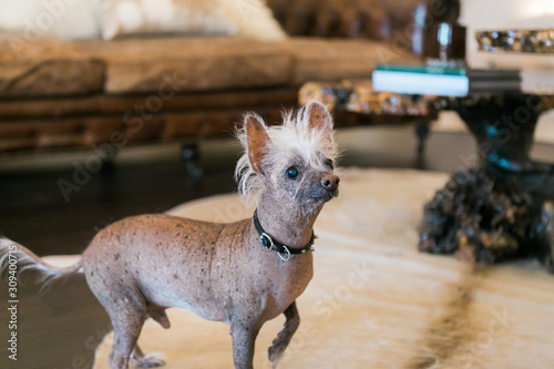 Fotografija Hairless chinese crested dog wearing spike collar in living room