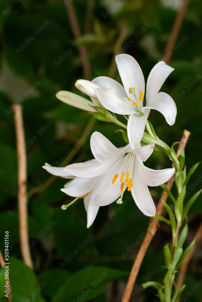 lilium candidum white flowers blooming lilium candidum white flowers blooming