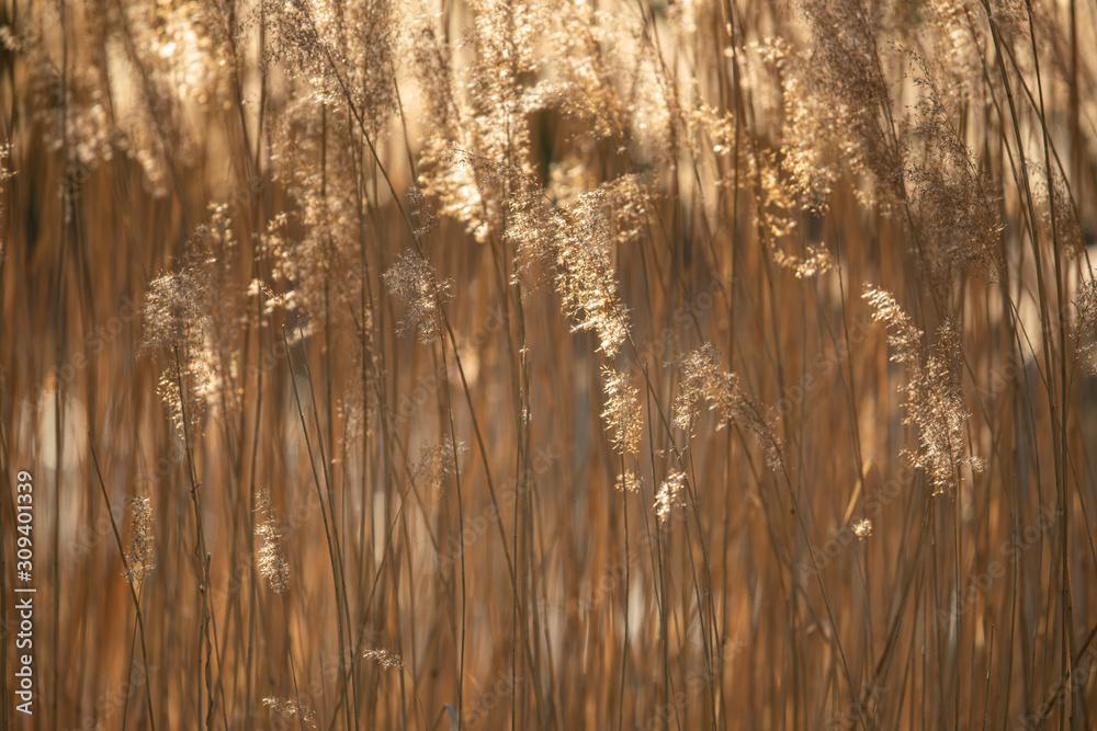 Selective soft focus of dry grass, reeds, stalks blowing in the wind at golden sunset light, Nature, summer, grass concept Selective soft focus of dry grass, reeds, stalks blowing in the wind at golden sunset light, Nature, summer, grass concept