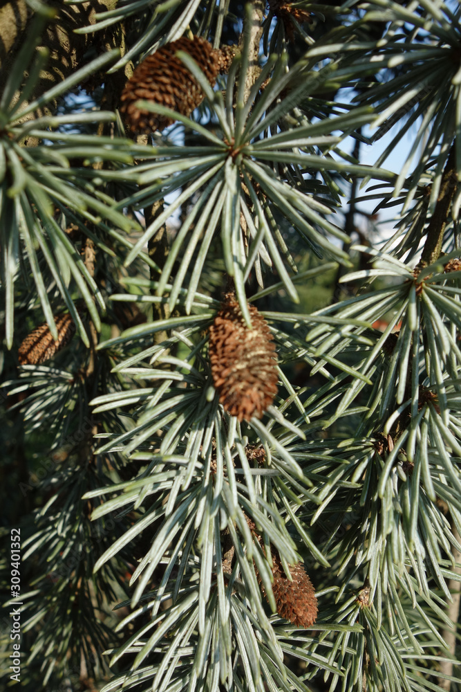 Fototapeta premium Detail of a pine tree with tufts of water-coloured conifers with small, narrow, pointed leaves and small pine-cones hanging from it.