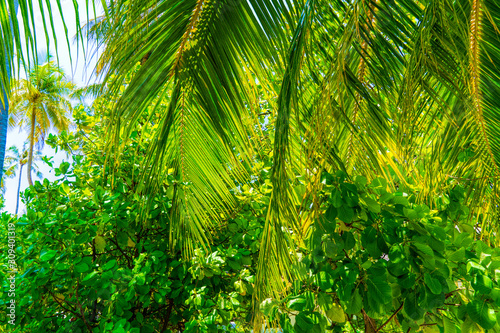 Beach summer vacation holidays background with coconut palm tree © lotosfoto