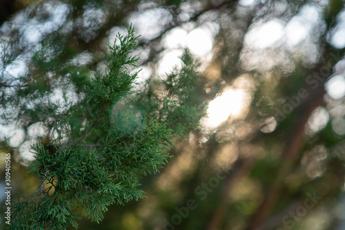 Juniper tree, Evergreen juniper plant, cypress branches. Garden ornamental shrub