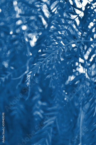 Pattern of the leaves of plants. Color of the year 2020 Classic Blue. - Image