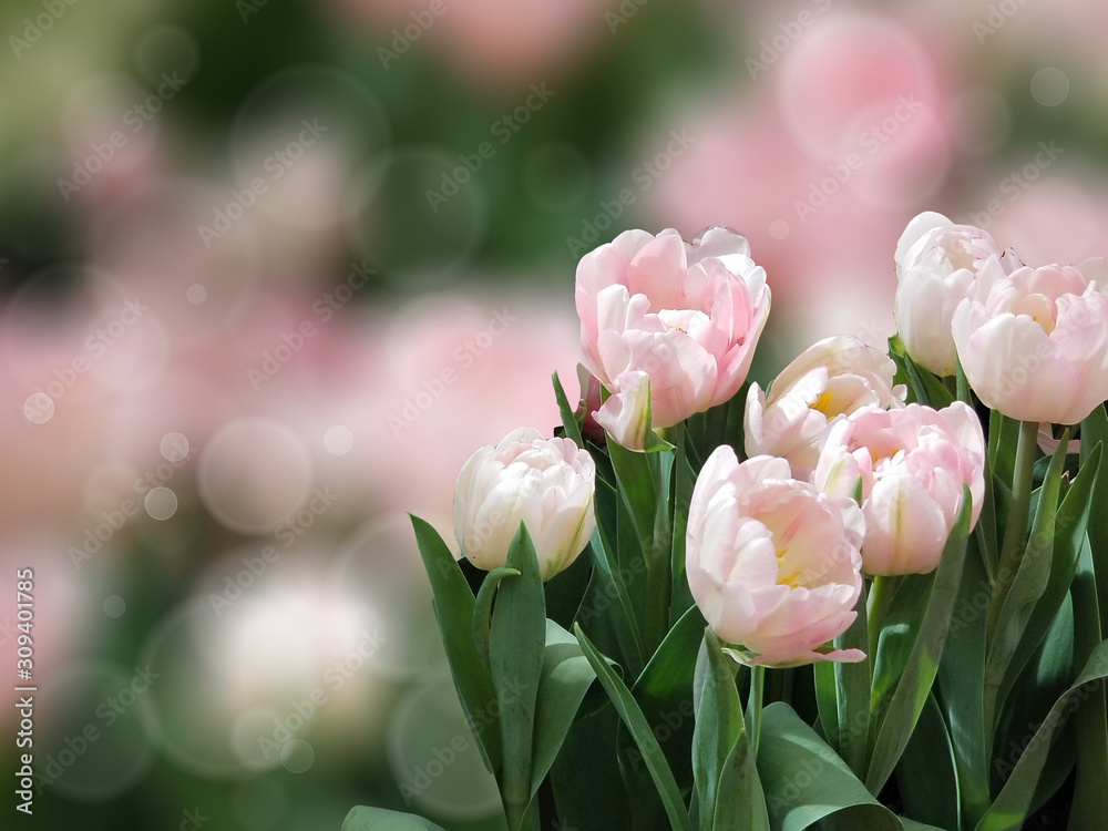 Obraz premium Spring Flower Background