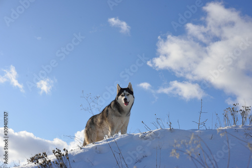 Wolf in the snow in the mountains. Wolf in the wild in winter. Winter landscape © Олег Медведицков