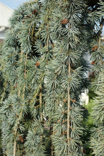 Cascading pine with tufts of needle-leaves with small, narrow leaves and pointed leaves with an aqua-menthe colour.