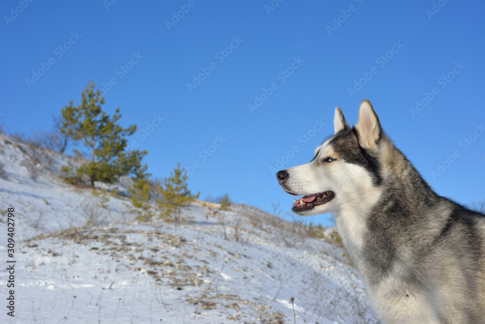 Siberian husky in the snow in the mountains. Siberian husky in the wild in winter. Winter landscape