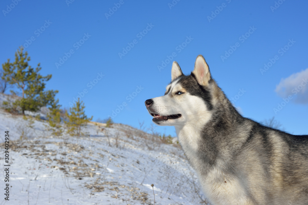 Siberian husky in the snow in the mountains. Siberian husky in the wild in winter. Winter landscape