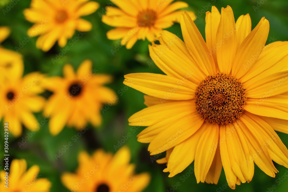 Obraz premium Yellow Echinacea flowers. Seasonal background