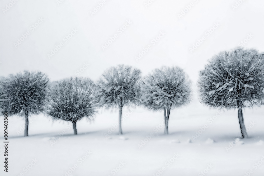 Willow trees covered with snow after a snowstorm on a dull foggy day. Natural winter landscape Willow trees covered with snow after a snowstorm on a dull foggy day. Natural winter landscape