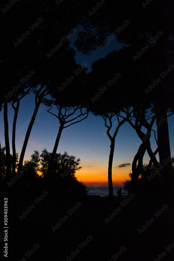Sea pines in sunset in Italy Sea pines in sunset in Italy