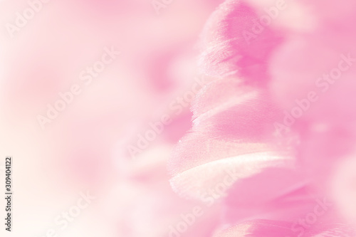 Image nature art of wings bird,Soft pastel detail of design,chicken feather texture,white fluffy twirled on transparent background wallpaper Abstract. Coral Pink color trends and vintage.