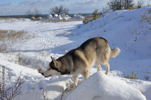  Wolf in the snow in the mountains. Wolf in the wild in winter. Side view. Winter landscape