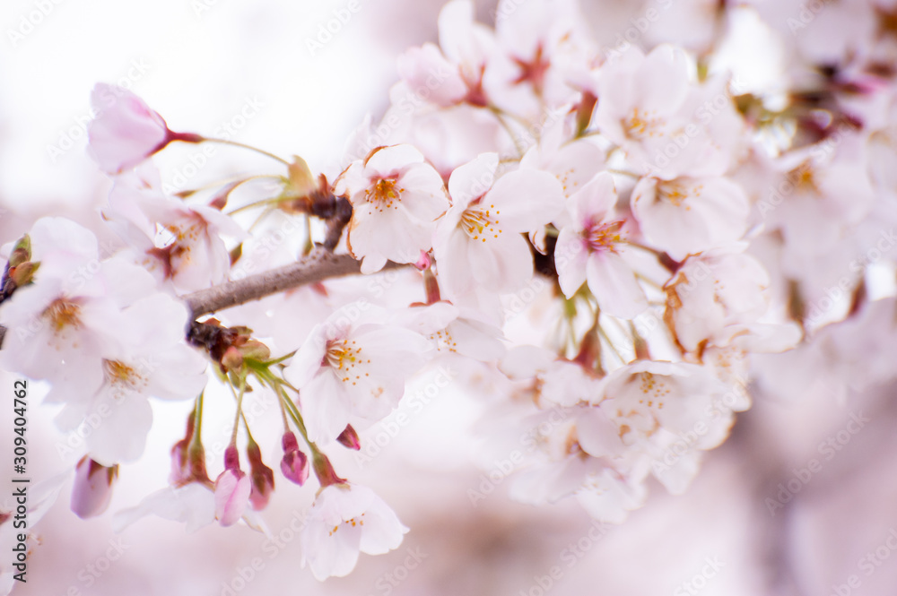 黒目川　桜