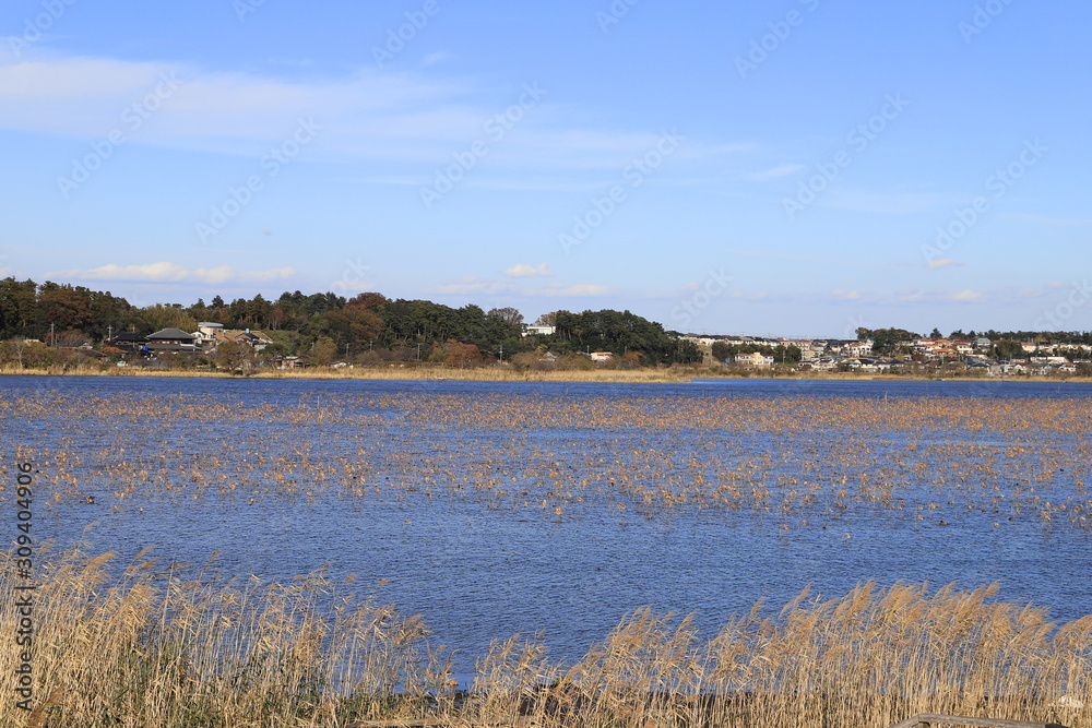 Lake Teganuma in the autumn, Chiba, Japan