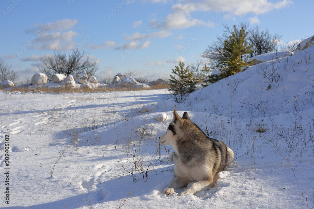  Wolf in the snow in the mountains. Wolf in the wild in winter. Winter landscape
