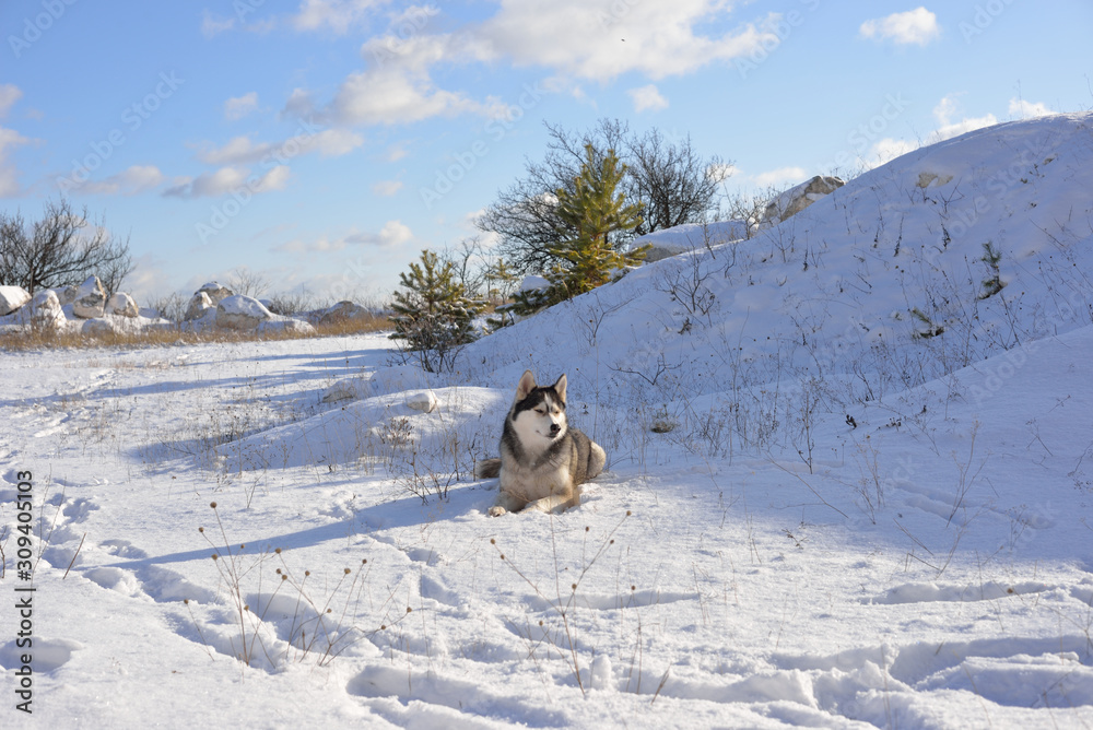 Wolf in the snow in the mountains. Wolf in the wild in winter. Winter landscape Wolf in the snow in the mountains. Wolf in the wild in winter. Winter landscape