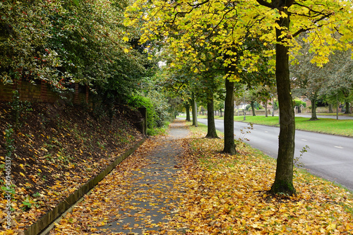 Fototapet Autumn trees and fallen leaves in Menlove Avenue