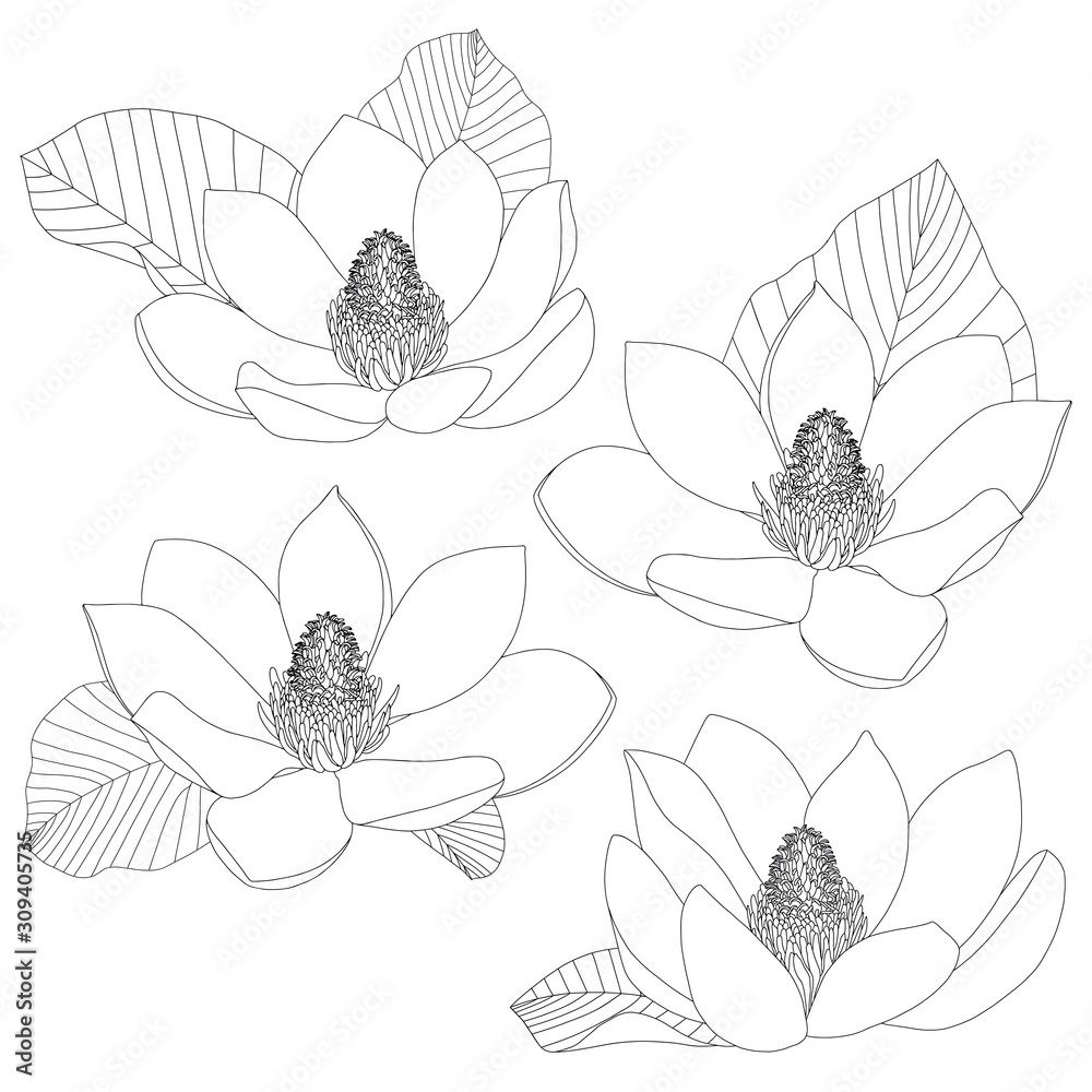 Magnolia flowers sketch set isolated on white background. Floral botany ...