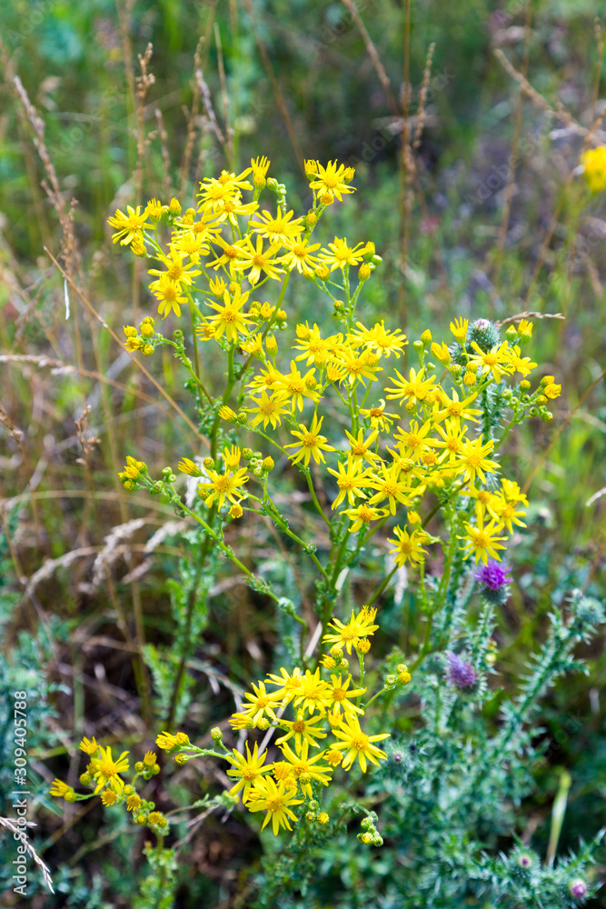 Tansy Ragwort (Senecio jacobaea) Tansy Ragwort (Senecio jacobaea)