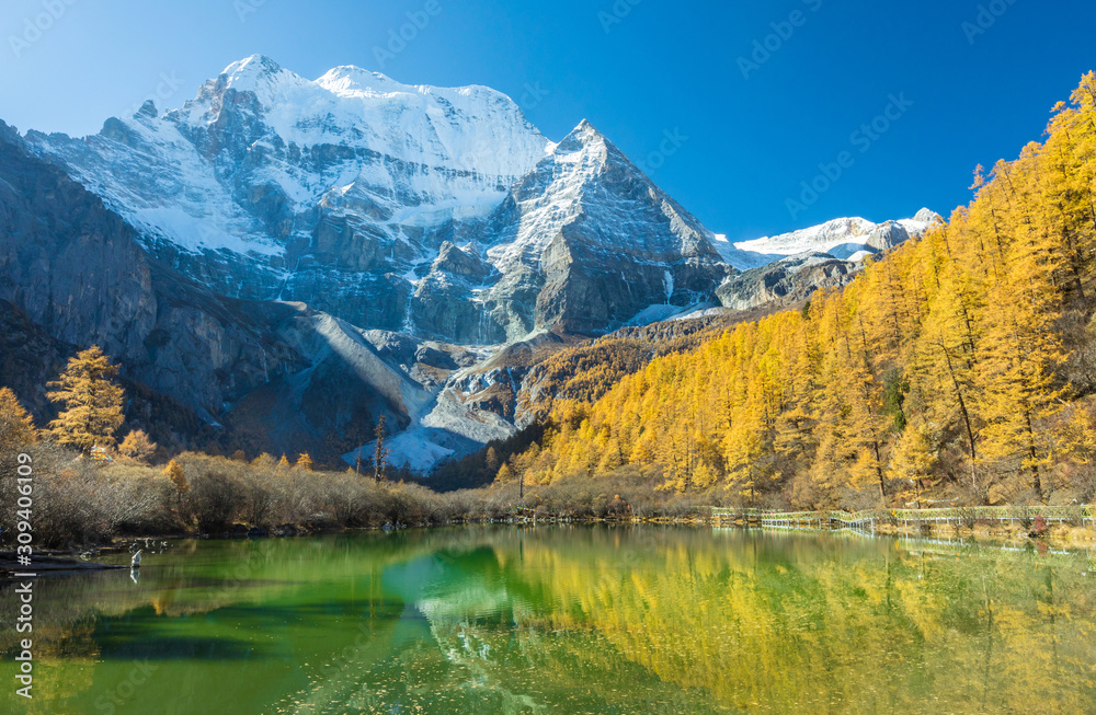 Beautiful of Zhuomala lake and Yellow pine forest in autumn with snow-capped mountain and blue sky in the background at Yading Nature Reserve, Sichuan, China