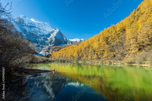 Beautiful of Zhuomala lake and Yellow pine forest in autumn with snow-capped mountain and blue sky in the background at Yading Nature Reserve  Sichuan  China