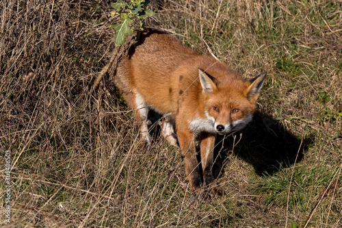 Fox in the Grass © Simon Stobart