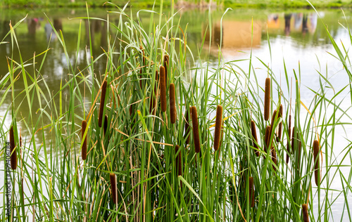 Fototapeta Naklejka Na Ścianę i Meble -   field of typha angustifolia papyrus dense in wetland (L. Typha angustifolia) 