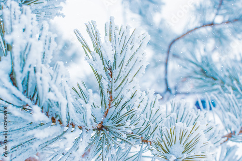 Winter christmas background with spruce branches in hoarfrost