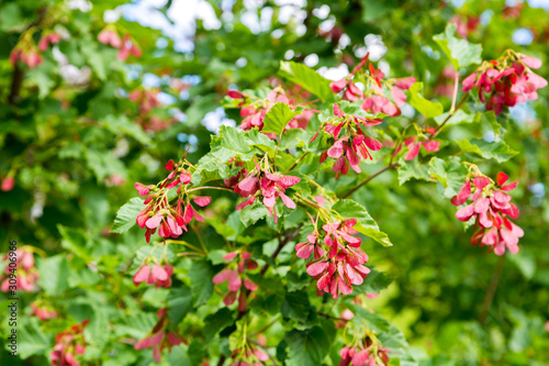 Tatar maple (L. Acer tataricum)