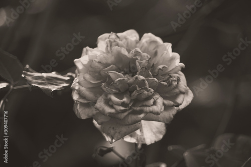 Hybrid Tea Rose Flower