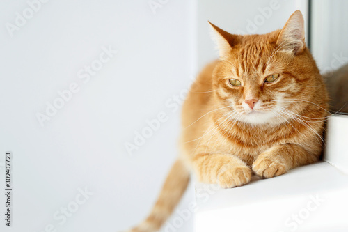 Cute young ginger cat lying, white background