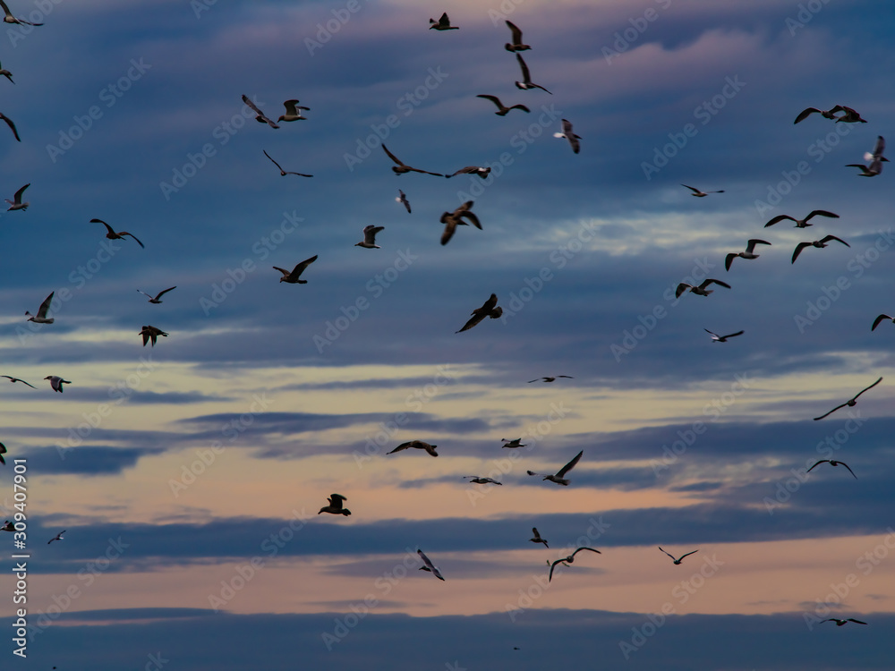 Fototapeta premium A Colony of Seagulls Watches for Bait Fish