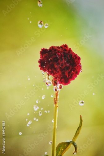 poppy on red background