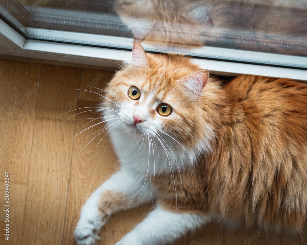 Beautiful ginger cat with a surprised look. Beautiful ginger cat with a surprised look.