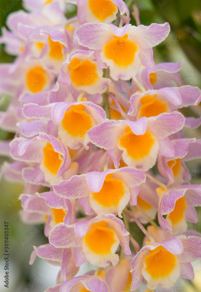 Fototapeta premium Close-up of orchid flower, Dendrobium palpebrae Lindl., Dendrobium farmeri Paxton