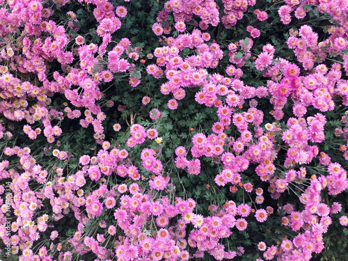 Pink Chrysanthemum flower in the garden background © Suwit