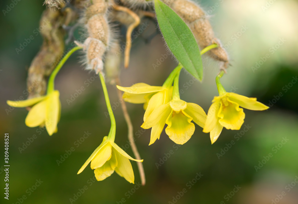 Close-up of orchid flower, Dendrobium senile C.S.P.Parish & Rchb.f. Close-up of orchid flower, Dendrobium senile C.S.P.Parish & Rchb.f.