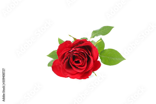 Beautiful red rose with green leaves isolated on white background, closeup