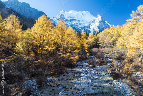 Fototapeta Naklejka Na Ścianę i Meble -  Beautiful of Yellow pine forest in autumn with snow-capped mountain and blue sky in the background at Yading Nature Reserve, Sichuan, China