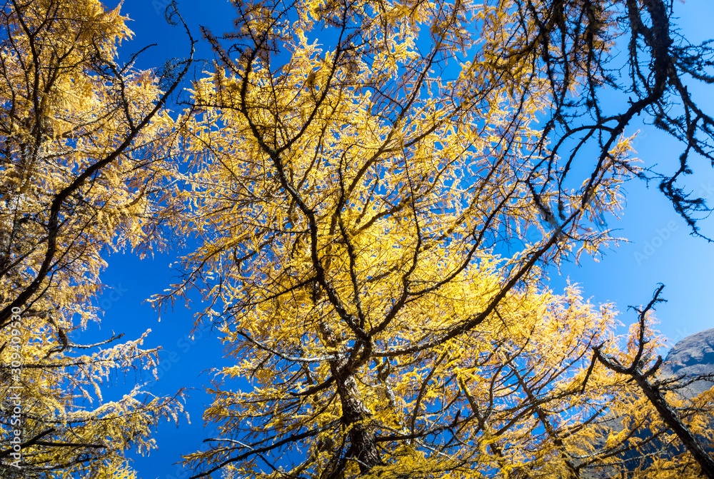 Beautiful of Yellow pine forest in autumn with blue sky in the background at Yading Nature Reserve, Sichuan, China Beautiful of Yellow pine forest in autumn with blue sky in the background at Yading Nature Reserve, Sichuan, China