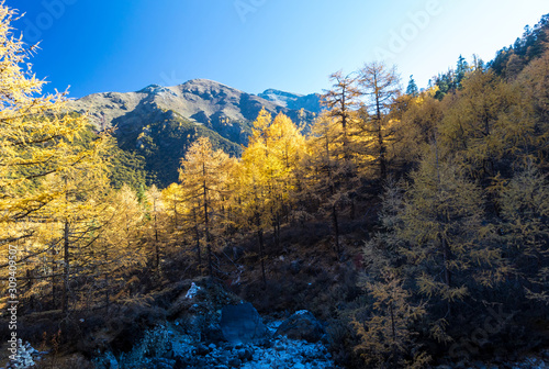 Beautiful of Yellow pine forest in autumn with blue sky in the background at Yading Nature Reserve, Sichuan, China