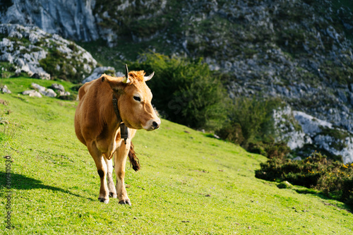 Cow grazing in a green meadow surrounded by mountains