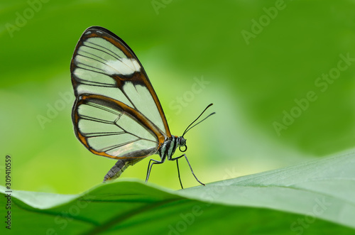 Close-up of a clearwing butterfly (Miraleria cymothoe) perched on a leaf