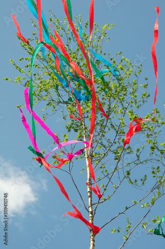 maibaum birke vor blauem himmel mit bunten roten rosa und blauen zierbändern
