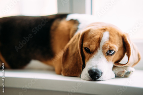 Beagle dog lies on windowsill and rests.