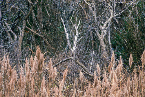 A Thicket of Trees and Reeds in Plymouth Massachusetts