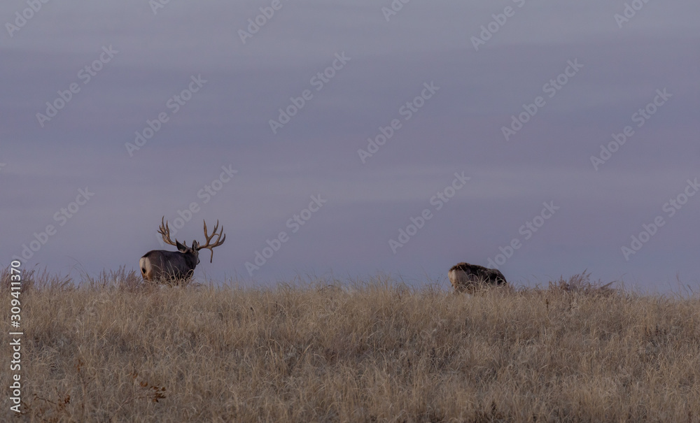 Naklejka premium Mule Deer Buck and Doe in the Fall Rut