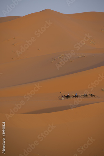 Maroc, touristes à dos de dromadaires dans le Sahara pour une méharée, balade touristique. tourists on camels in the Sahara for a camel ride, tourist stroll.